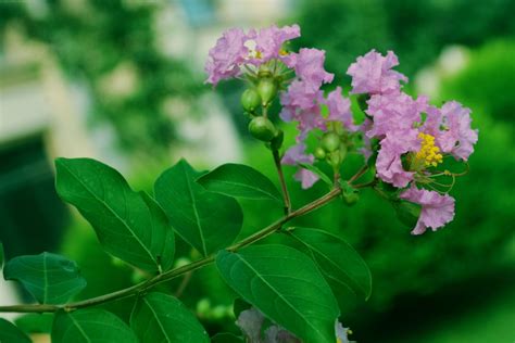 紫薇花盆栽|紫薇怎么养才好？一个“妙招”，明年轻松开爆盆